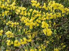 Acacia rostriformis