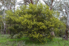 Acacia rostriformis