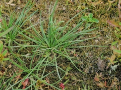 Littorella uniflora