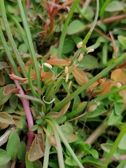 Littorella uniflora