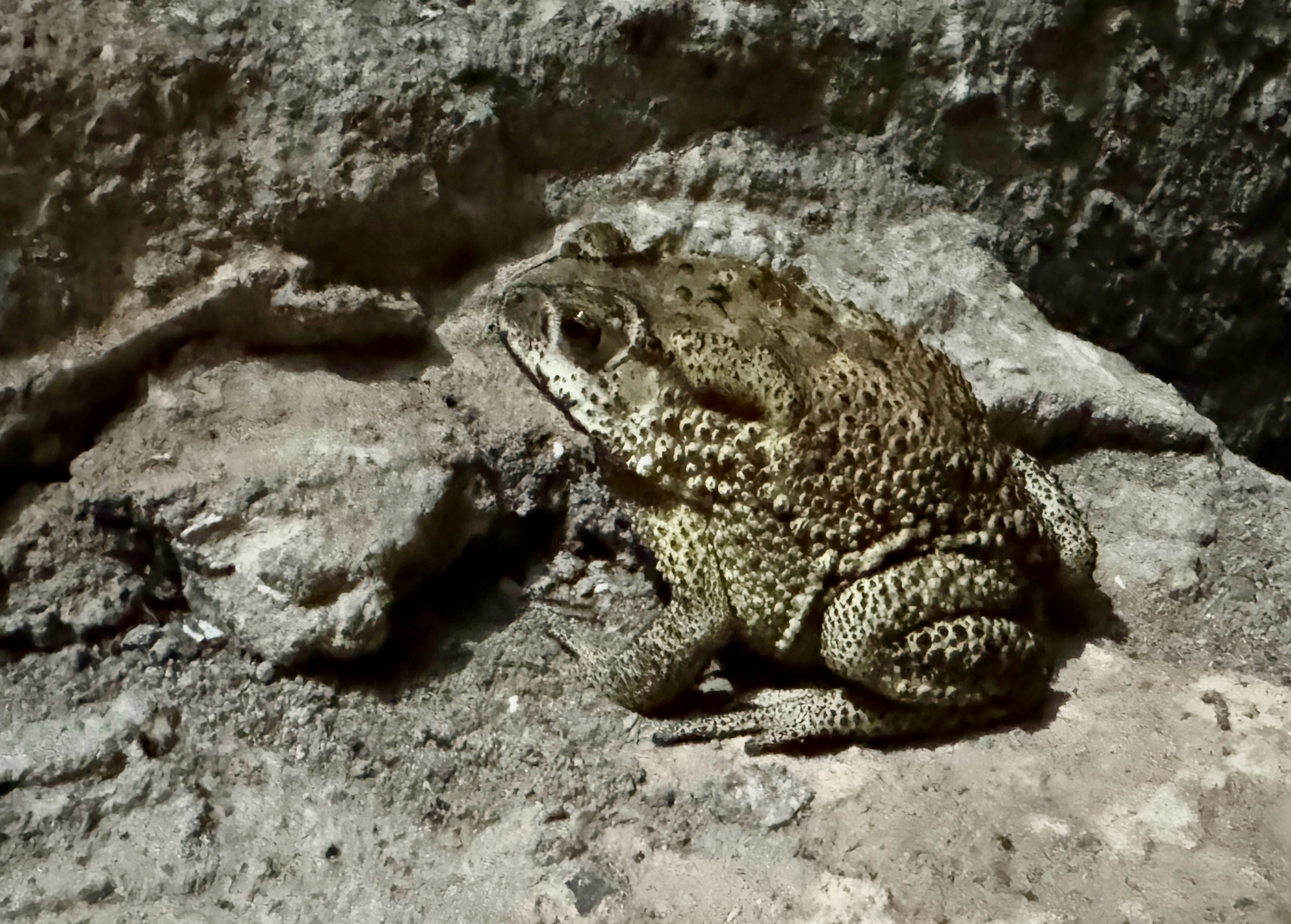 Indian Common True Toad