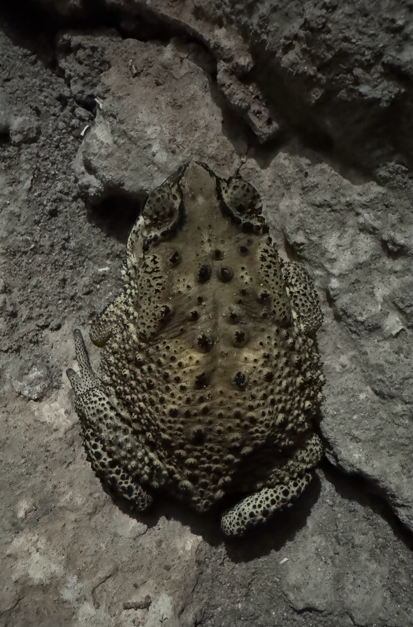 Indian Common True Toad
