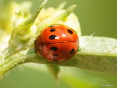 Coelophora bowringii