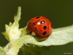 Coelophora bowringii
