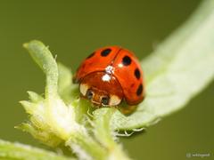 Coelophora bowringii