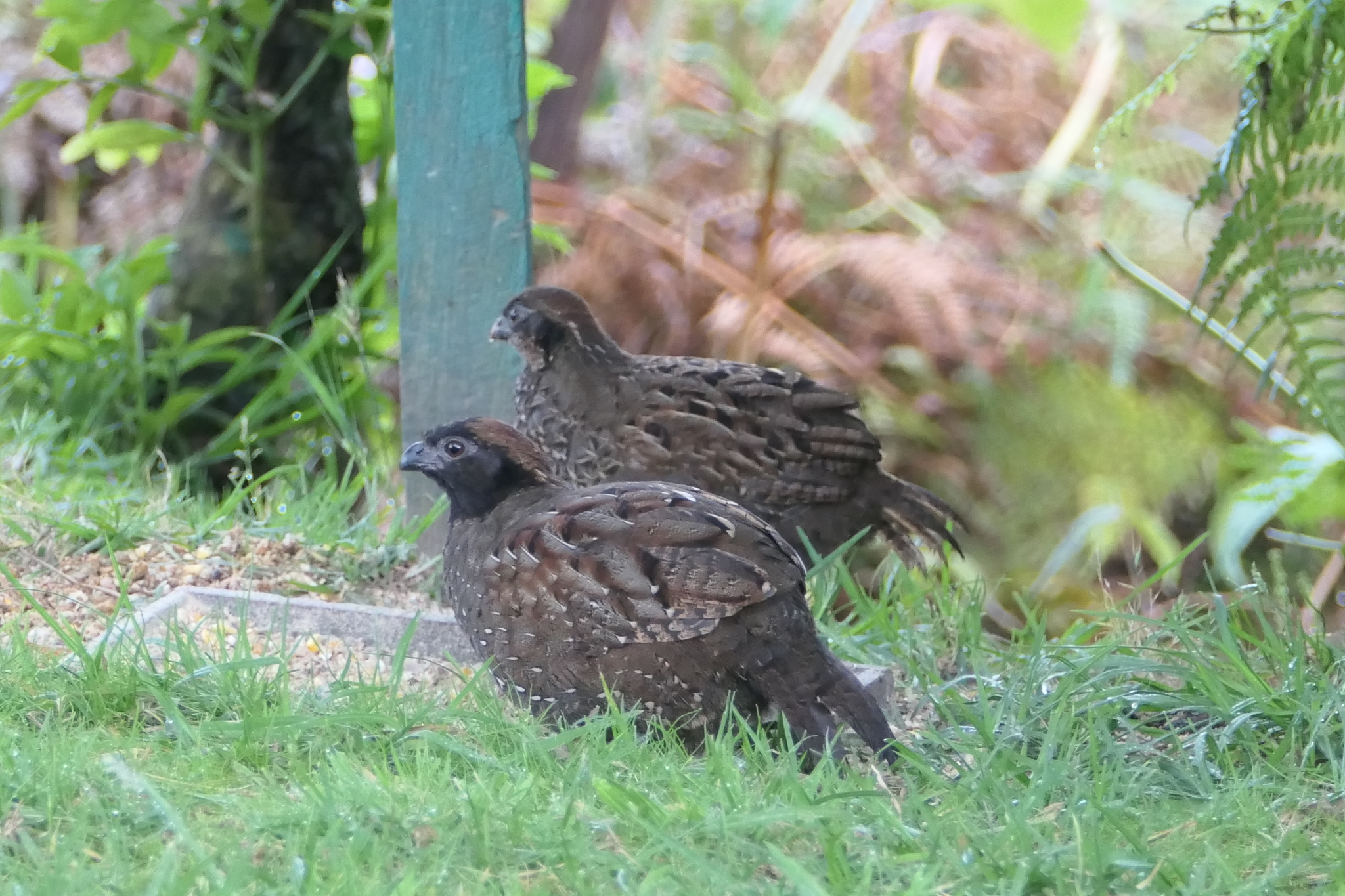 Black-fronted Wood Quail (Odontophorus atrifrons), photo 9