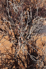 Dufourea
