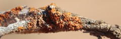 Dufourea