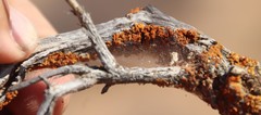 Dufourea