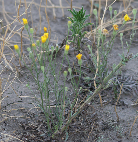 Crepis tectorum iNat (1)