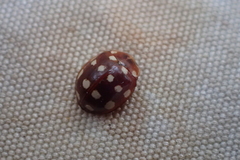 Calvia quatuordecimguttata