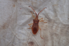 Gonocerus acuteangulatus