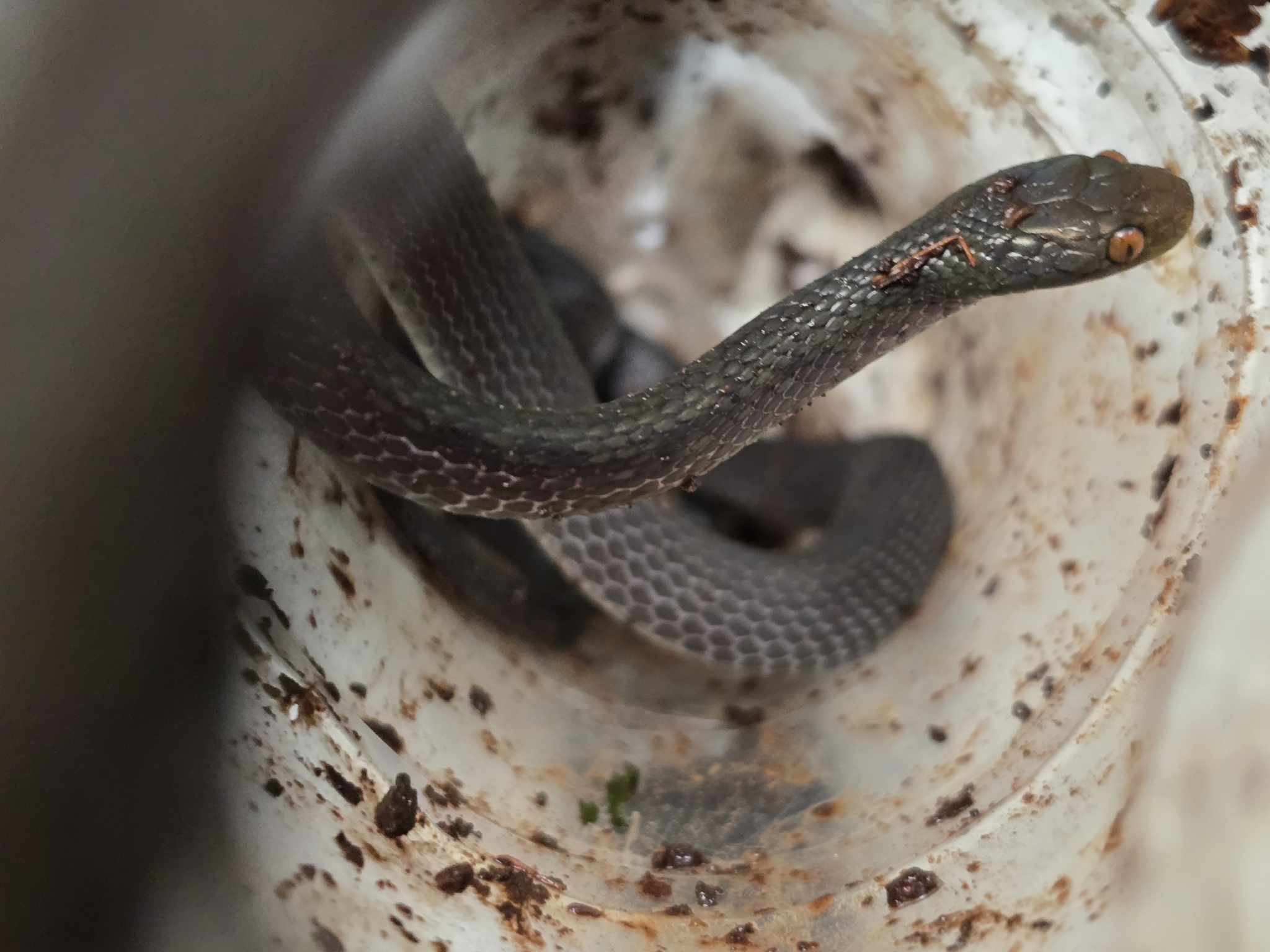 Tornier's Cat Snake photo 5