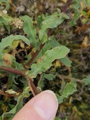 Pulicaria vulgaris