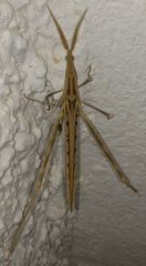 Acrida turrita