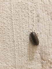 Armadillidium depressum