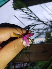Isochilus chiriquensis, photograph (c) Lesley Aguirre, some rights reserved (CC BY-SA)