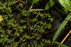 Crassula mataikona
