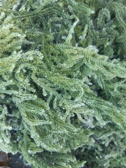 Caulerpa flexilis