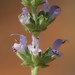Salvia runcinata - Photo (c) Tony Rebelo, algunos derechos reservados (CC BY-SA), uploaded by Tony Rebelo