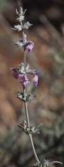 Stachys rugosa