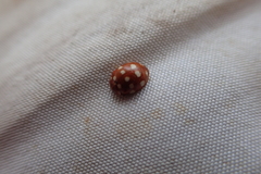 Calvia quatuordecimguttata