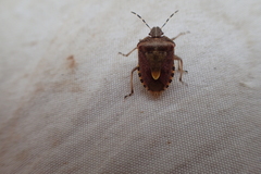 Dolycoris baccarum