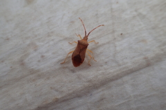 Gonocerus acuteangulatus