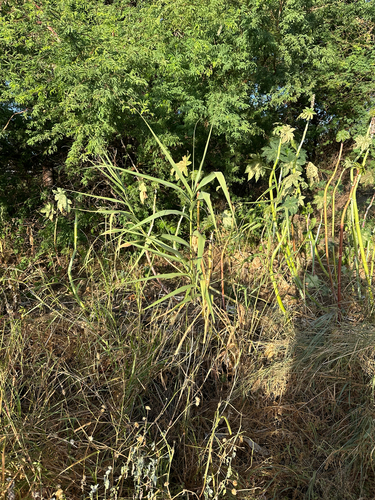 Arundo donax observed 2025-06-18