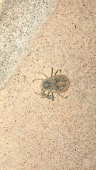 Argasidae