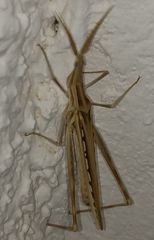 Acrida turrita