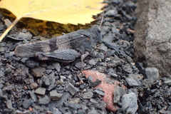 Oedipoda caerulescens