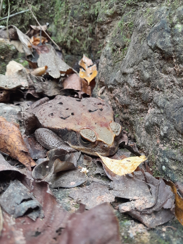 Gray Toad