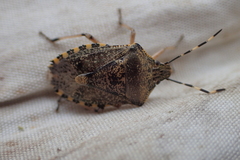 Rhaphigaster nebulosa