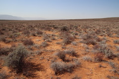 Dimorphotheca pinnata