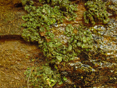 Dermatocarpon luridum