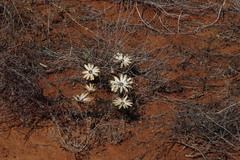 Dimorphotheca pinnata