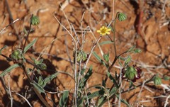 Osteospermum monstrosum