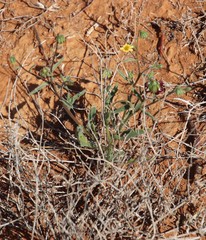 Osteospermum monstrosum
