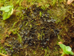 Scytinium juniperinum