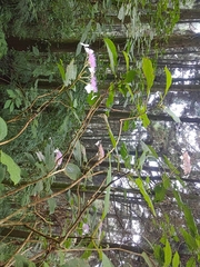 Hydrangea aspera