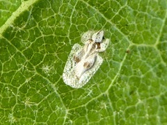 Corythucha confraterna