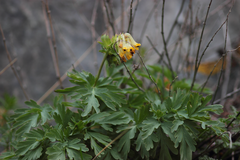 Corydalis nobilis