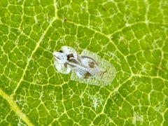 Corythucha confraterna