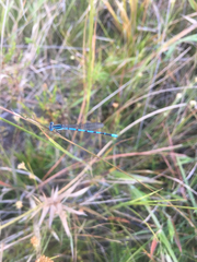 Argia bipunctulata