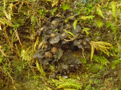 Scytinium dactylinum