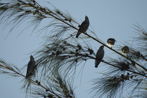 Chestnut-cheeked Starling (Agropsar philippensis), photo 2