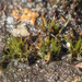 Trithuria filamentosa - Photo (c) Tindo2 - Tim Rudman, algunos derechos reservados (CC BY-SA)