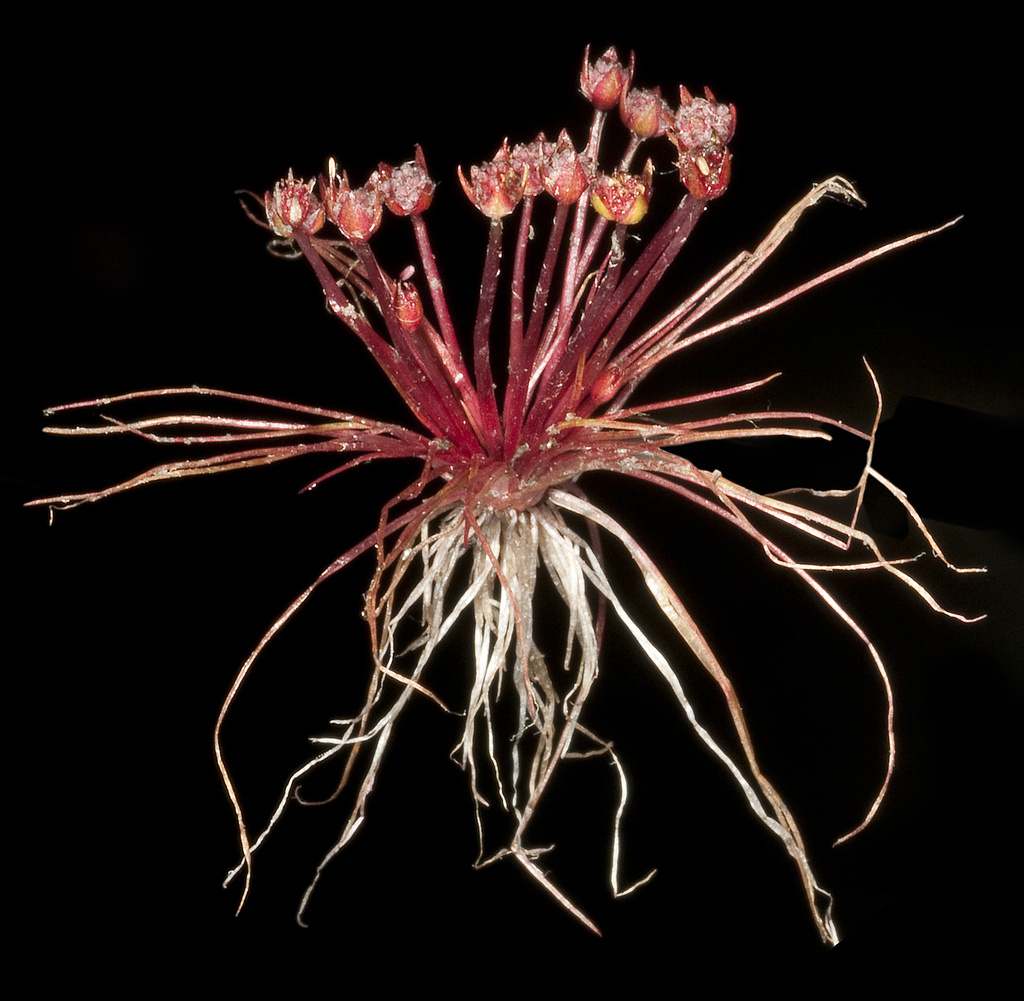 Trithuria
