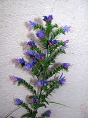 Echium vulgare